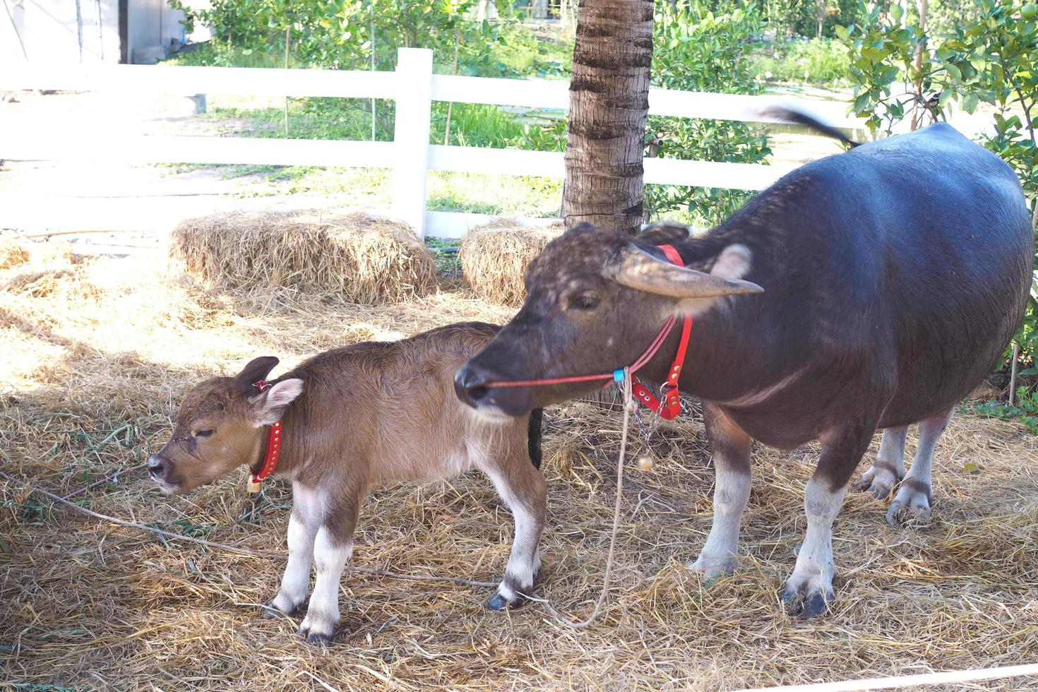 The buffalo mother and baby buffalo are inside the Asian farm. photo