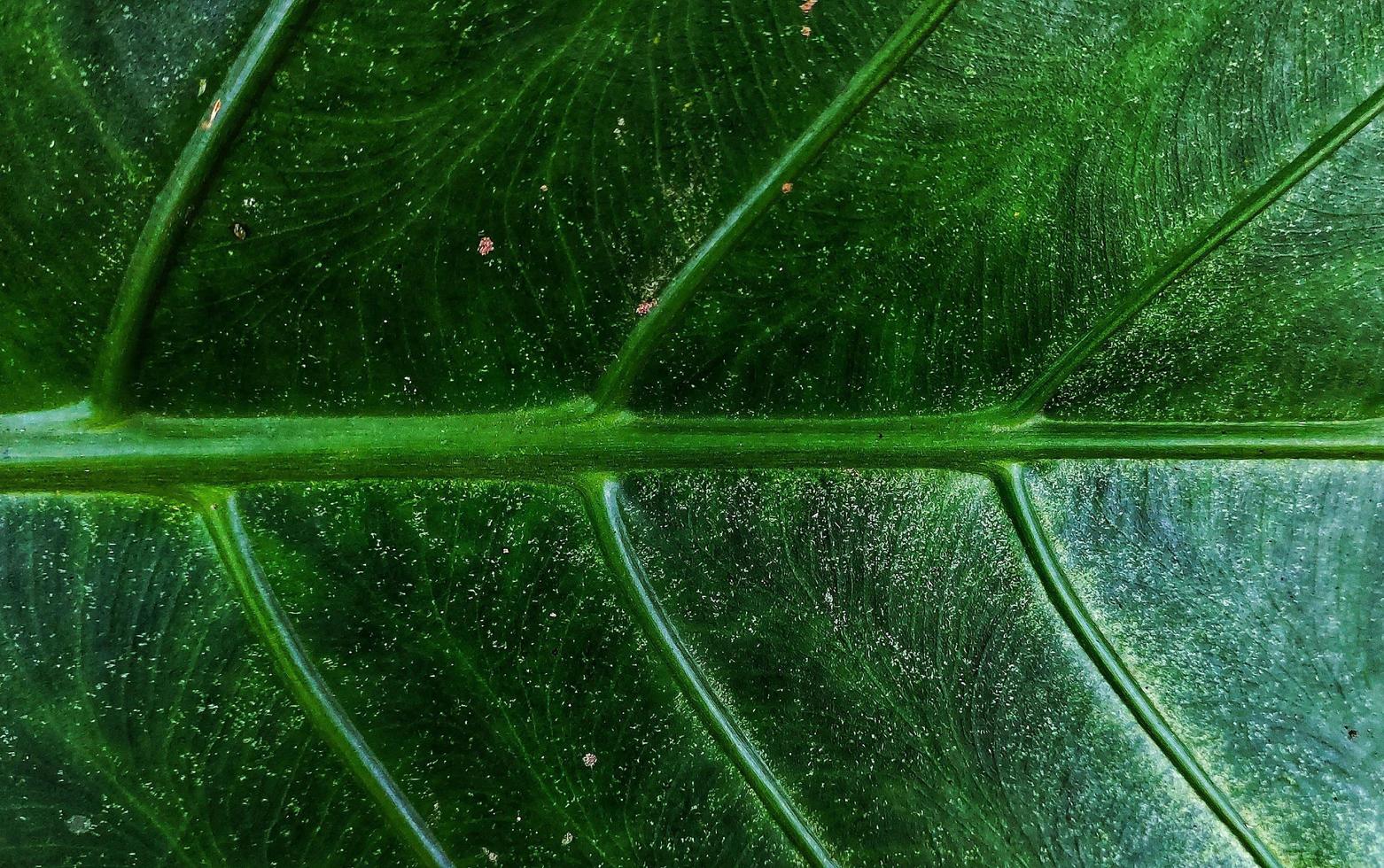 A giant taro leaf motif with the Latin name alocasia macrorrhizos, is commonly used for natural backgrounds on smartphones photo