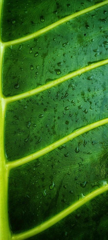 A portrait of water dew on the leaves of alocasia macrorrhizos or a giant taro plant, suitable as a natural background photo