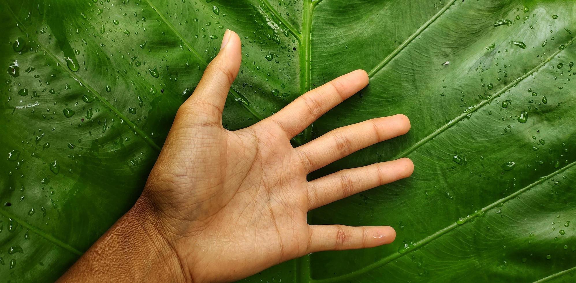 Portrait of an adult's hand against a giant taro leaf or Alocasia macrorrhizos background photo