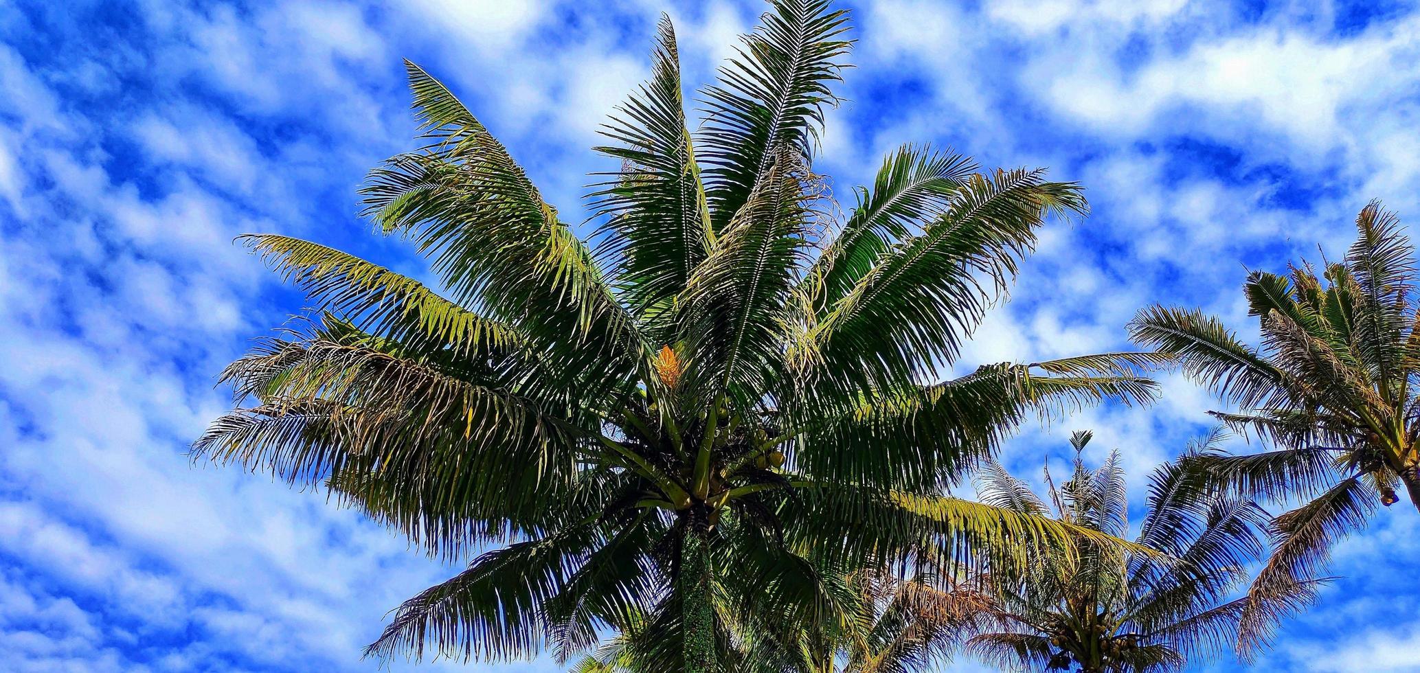 Cocos nucifera or coconut trees growing in the rice fields form beautiful patterns and views against the background of blue sky and wispy clouds photo
