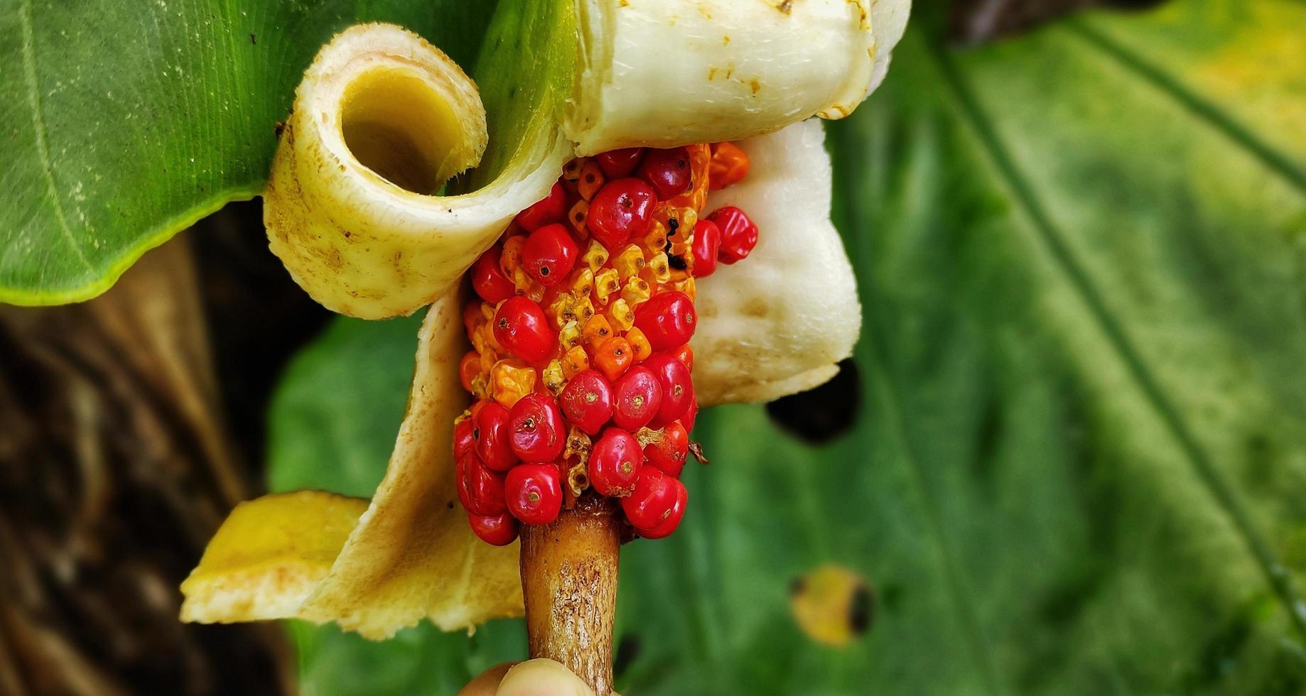 Alocasia macrorrhizos or giant taro flower blooming in the garden photo