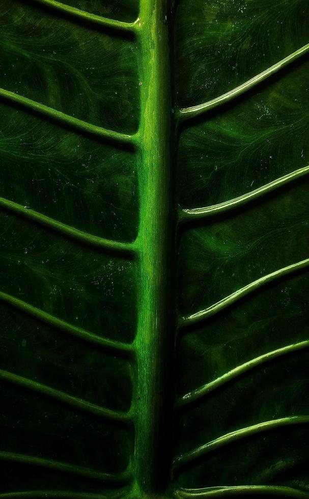 A portrait of the leaf bone motif of the alocasia macrorrhizos or giant taro plant, suitable as a natural background photo