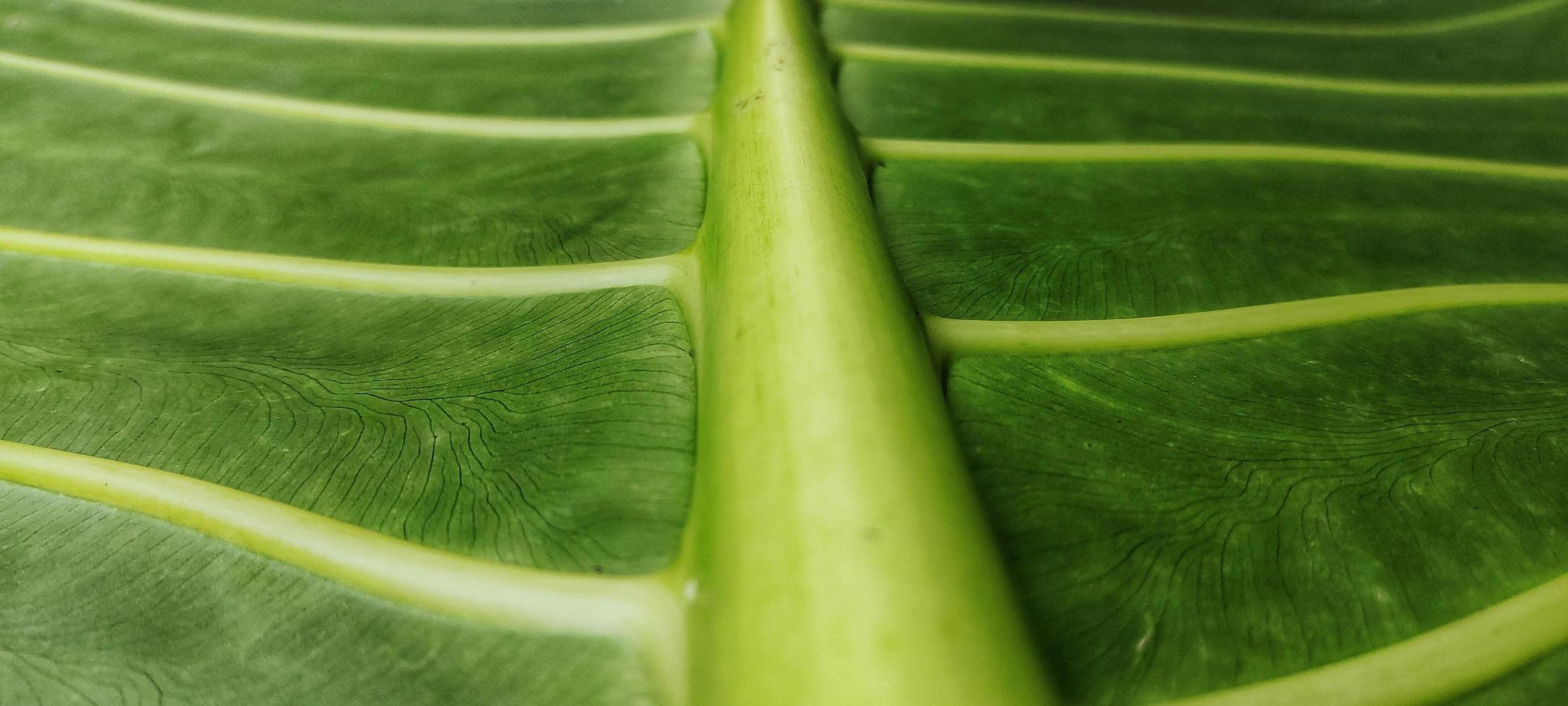 A giant taro leaf motif with the Latin name alocasia macrorrhizos, is commonly used for natural backgrounds on smartphones photo
