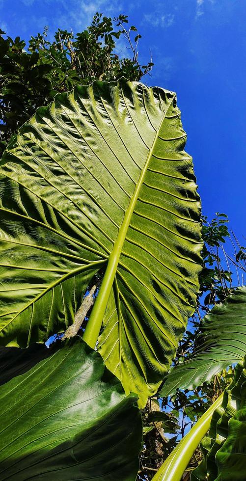 Portrait of a giant taro plant with the Latin name Alocasia macrorrhizos against a clear blue sky background photo