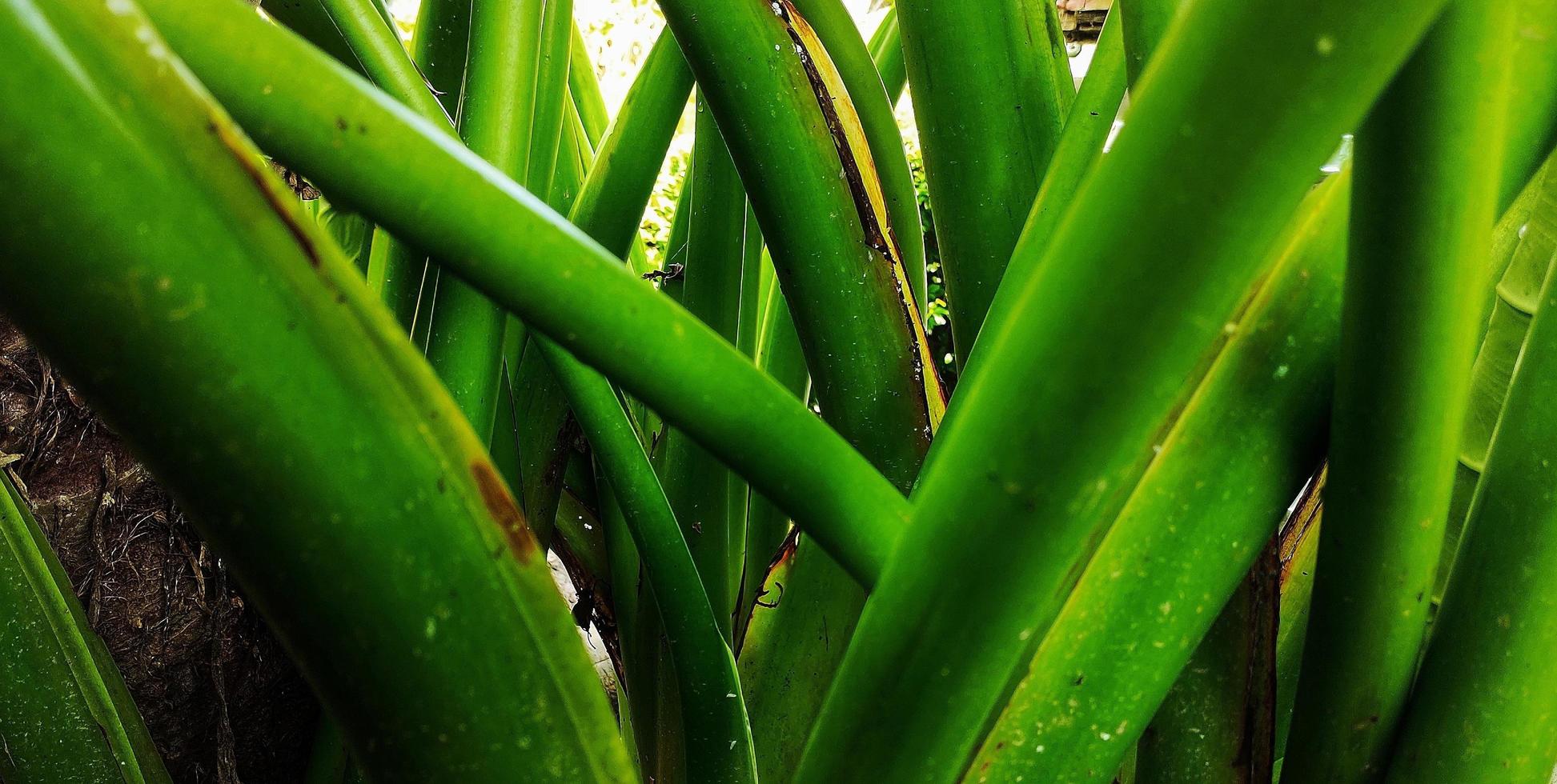 Portrait of a giant taro plant with the Latin name Alocasia macrorrhizos thriving in the garden photo