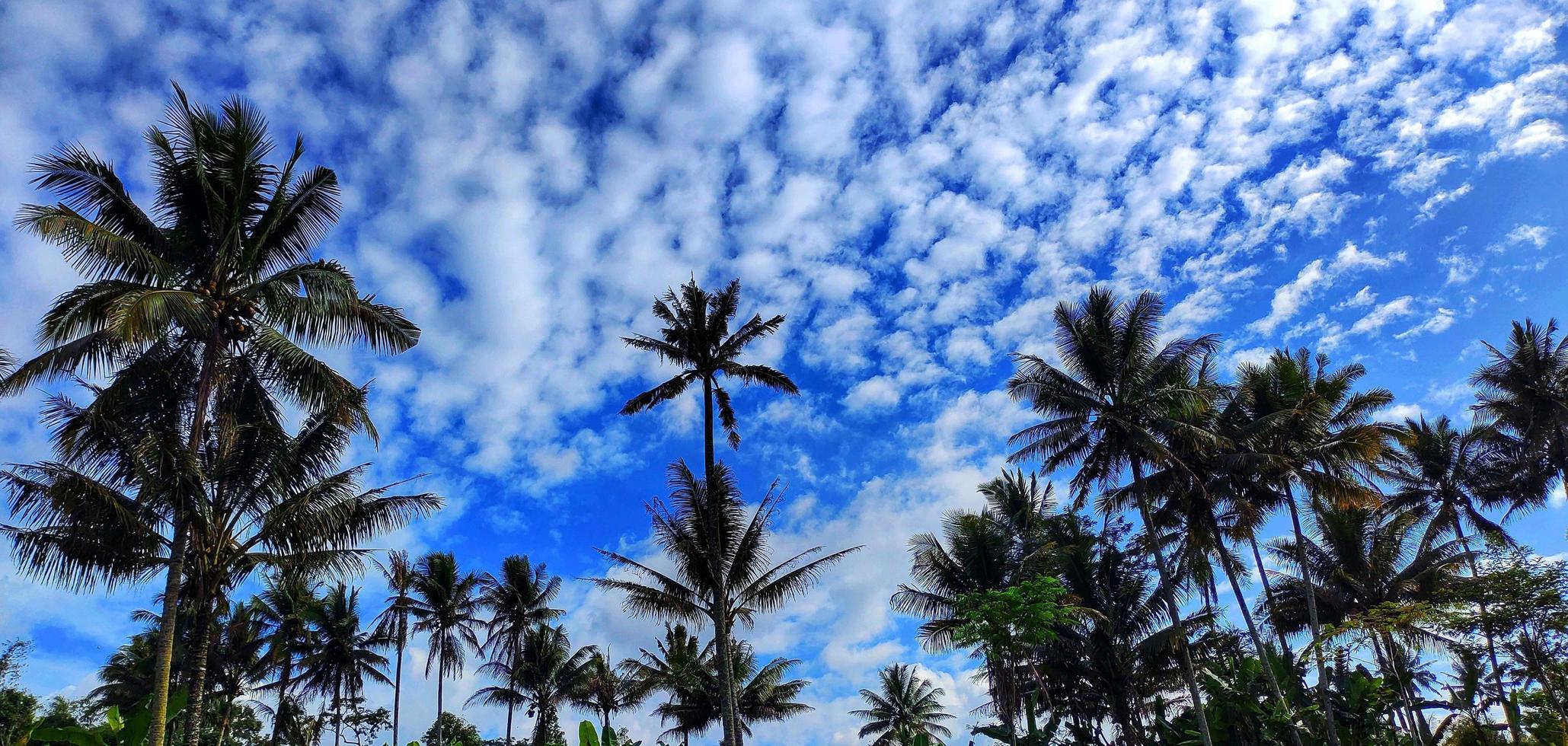 cocos nucifera o cocoteros que crecen en los campos de arroz forman hermosos patrones y vistas sobre el fondo del cielo azul y las nubes tenues foto