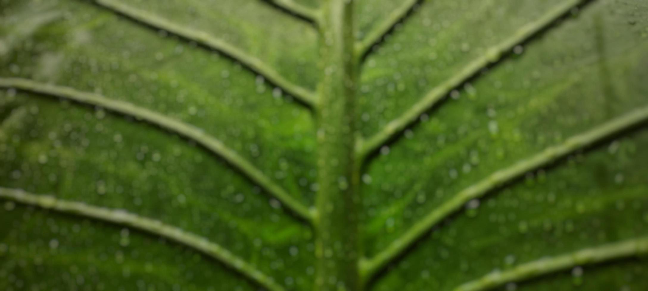 A portrait of water dew on the leaves of alocasia macrorrhizos or a giant taro plant, suitable as a natural background photo