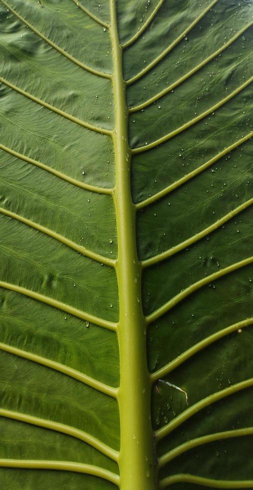 A portrait of a giant taro leaf bone motif or Alocasia macrorrhizos which is very large. This plant thrives in tropical climates photo