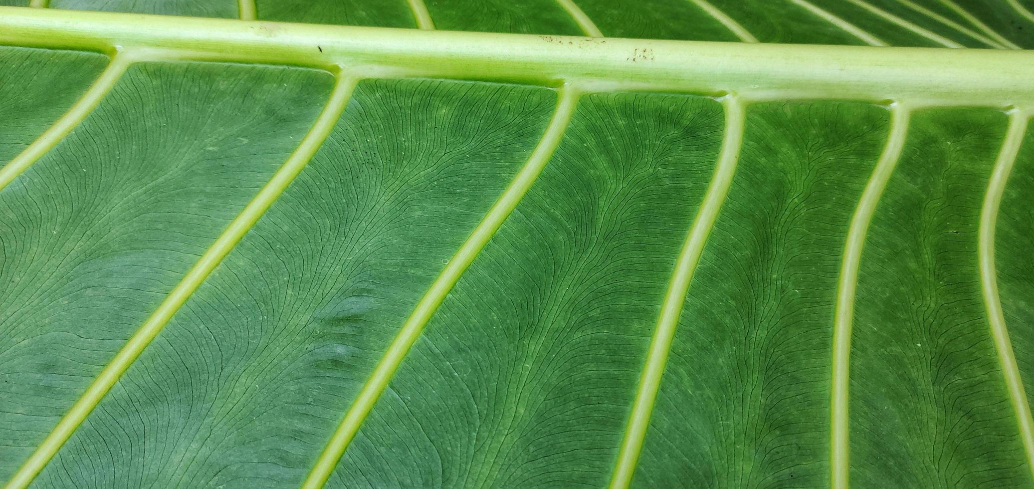 A giant taro leaf motif with the Latin name alocasia macrorrhizos, is commonly used for natural backgrounds on smartphones photo