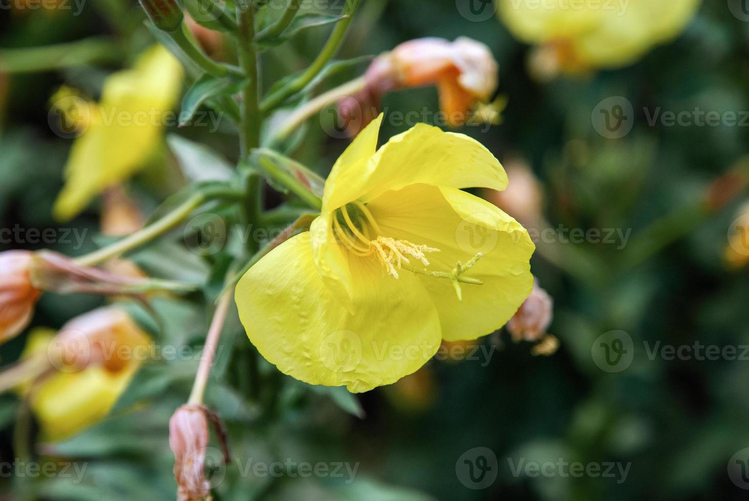 Oenothera biennis, Evening primrose yellow flowers in the herb garden photo