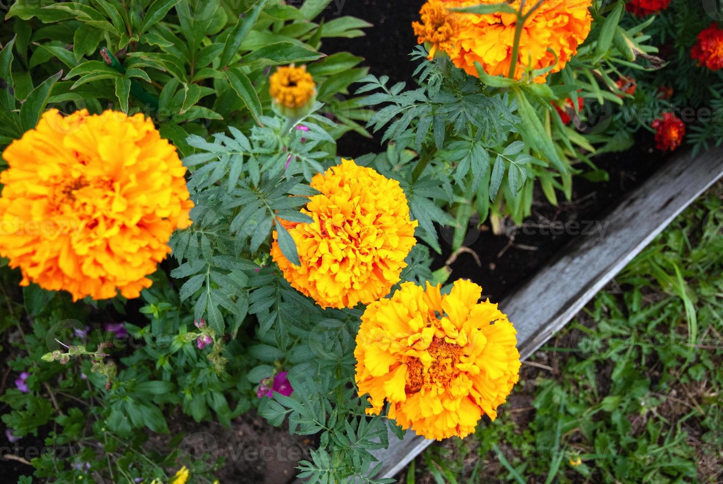 Marigolds, Tagetes erecta flowers in autumn garden photo