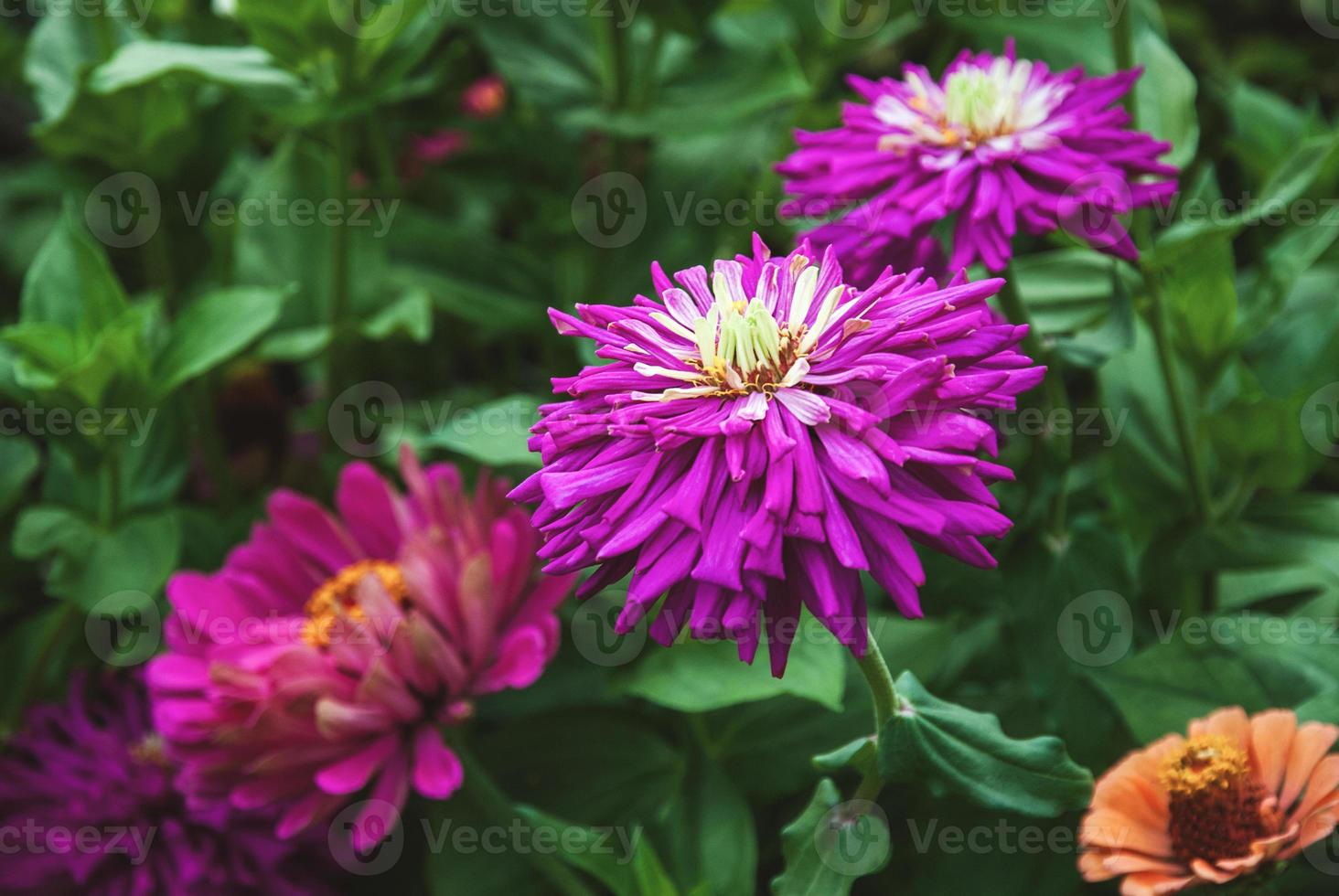 flores de zinnia que florecen al aire libre, zinnias de jardín en otoño foto