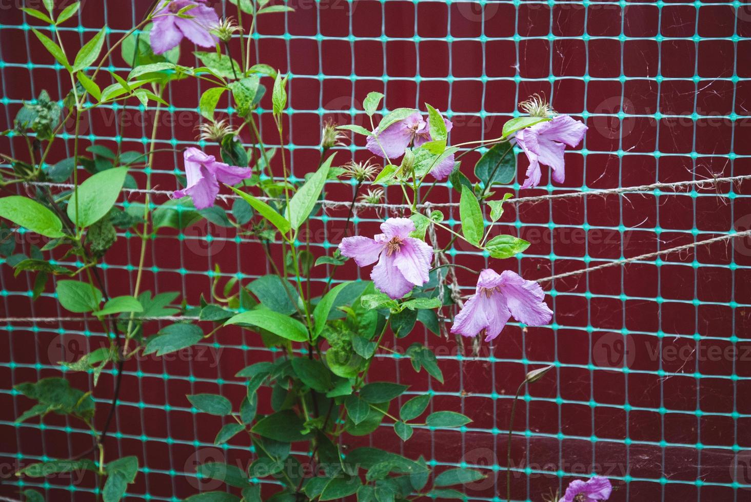 Plant climbing net use, Siberian or Alpine clematis growing against