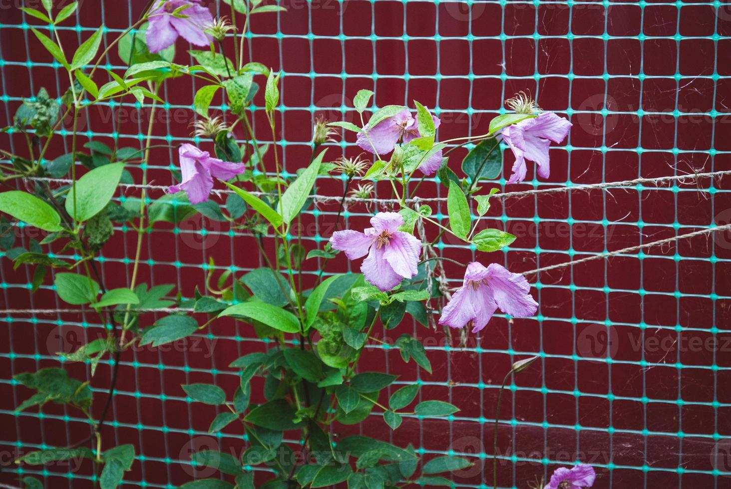 Plant climbing net use, Siberian or Alpine clematis growing against creeper support net in the garden photo