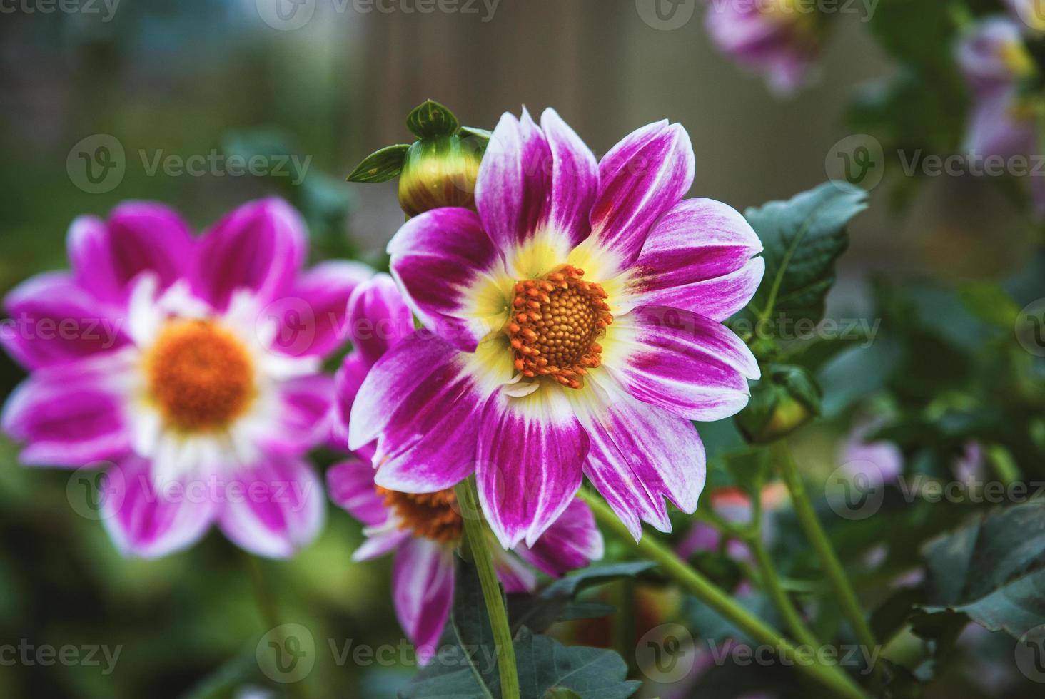 Dahlias flowering in fall garden, vibrant showy purple flowers closeup photo