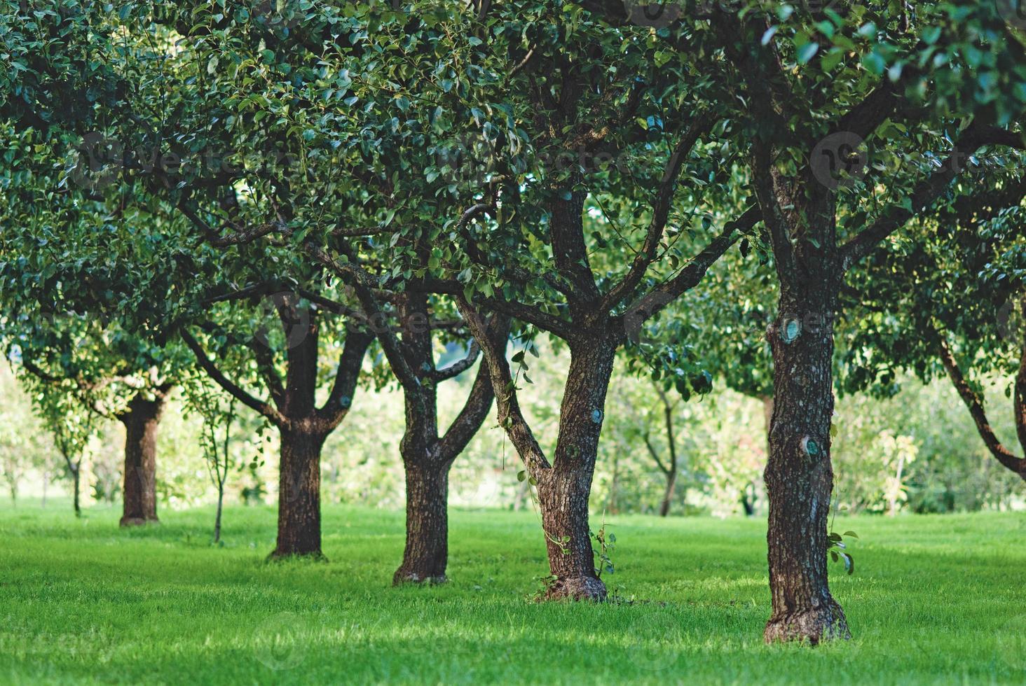 Fruit trees growing in rows in orchard photo