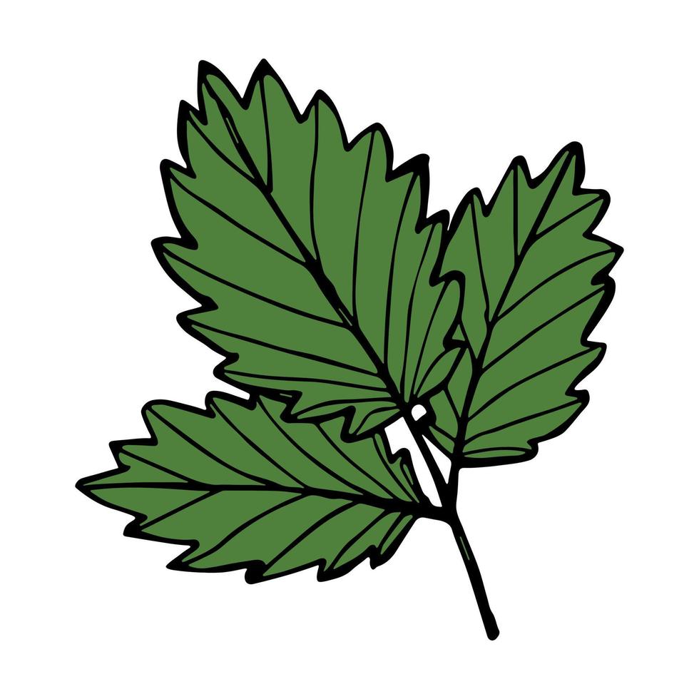 Vector strawberry leaf clipart. Hand drawn plant illustration. For print, web, design, decor, logo.