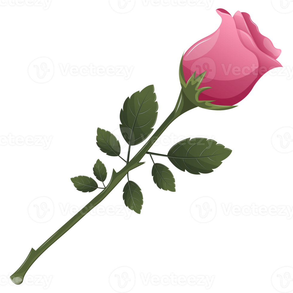 Pink rose with green leaves. Floral decoration, valentine greeting card. Cartoon illustration. Wedding and proposal decoration png