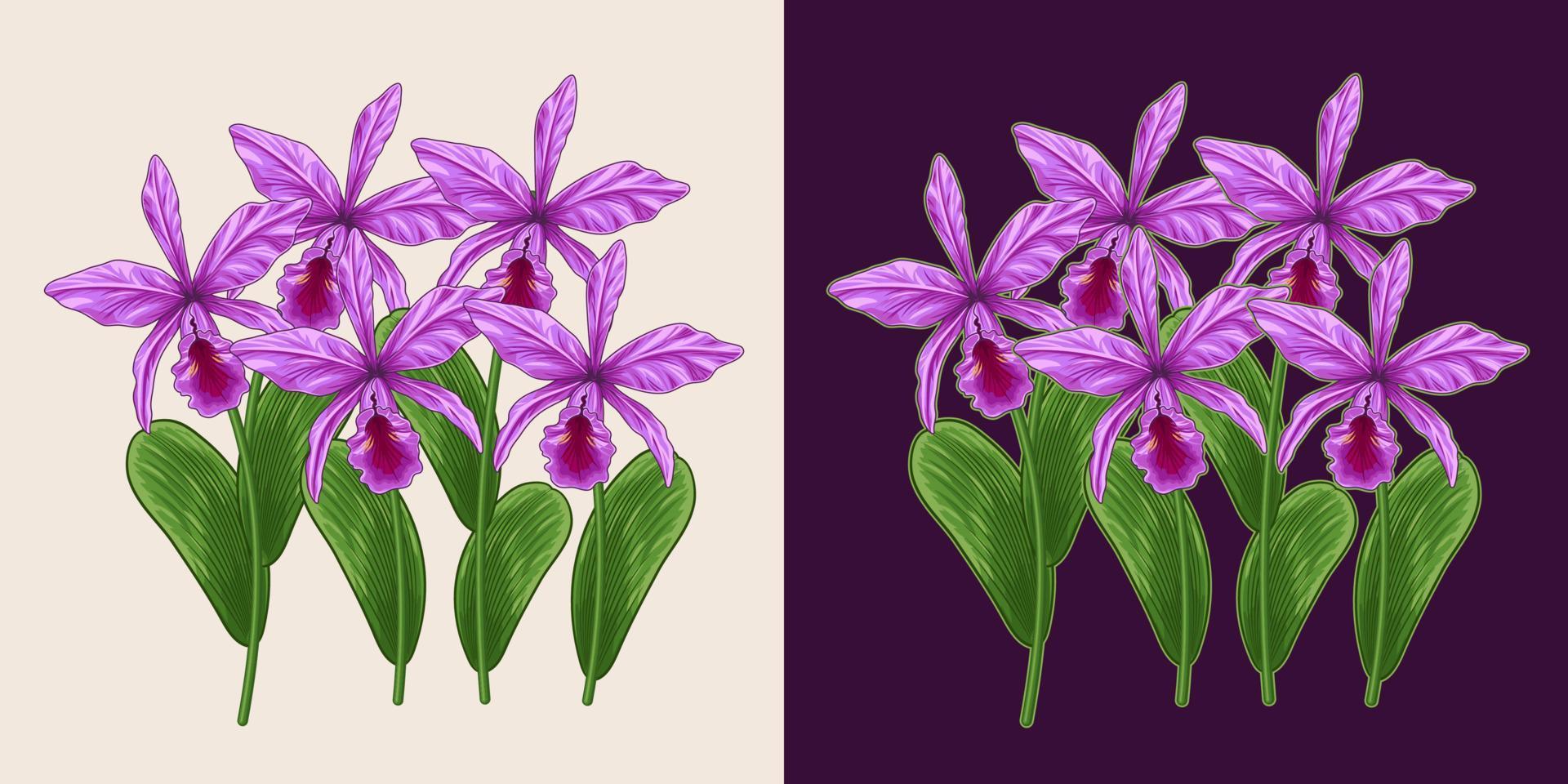 grupo de flores de orquídeas cattleya sobre fondo blanco y oscuro. vector