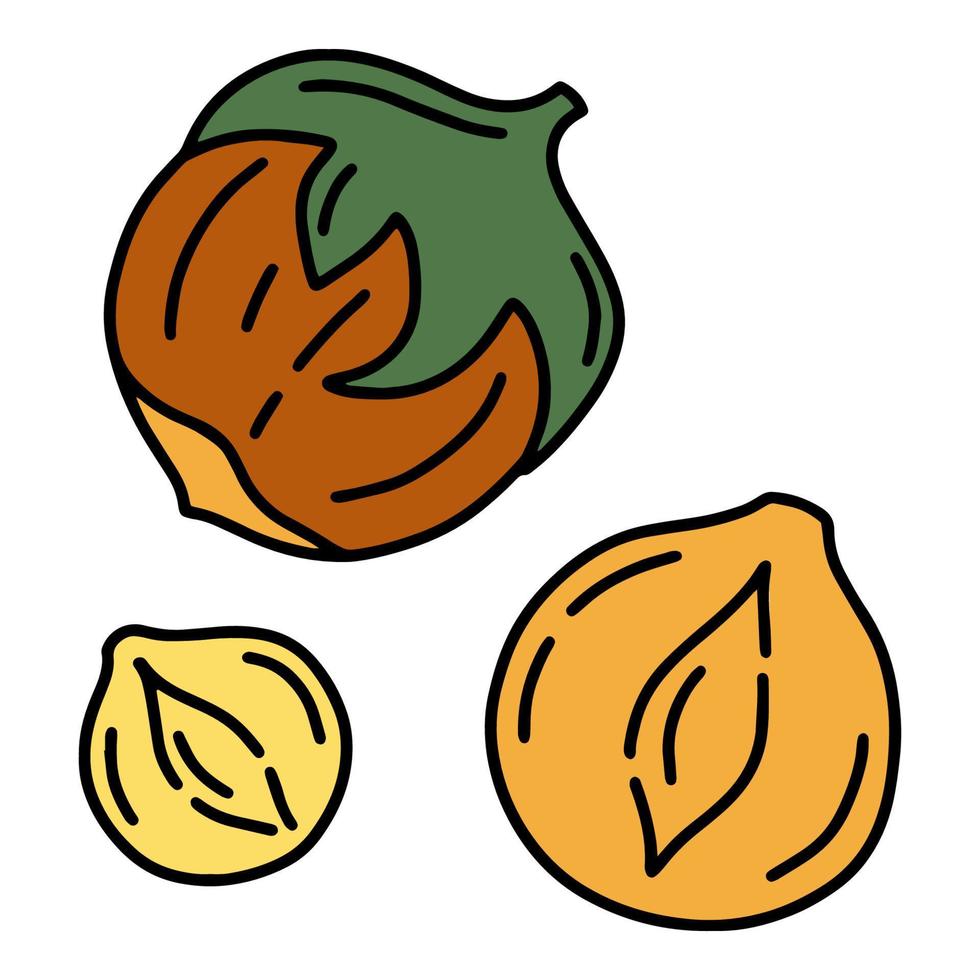 Hazelnut simple cartoon icon in doodle style, vector illustration