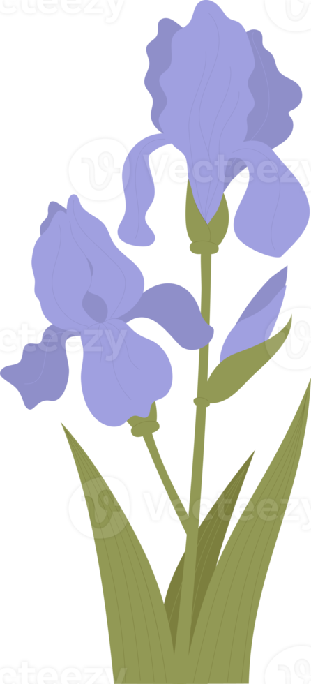 iris fleuri avec bourgeon et feuilles png