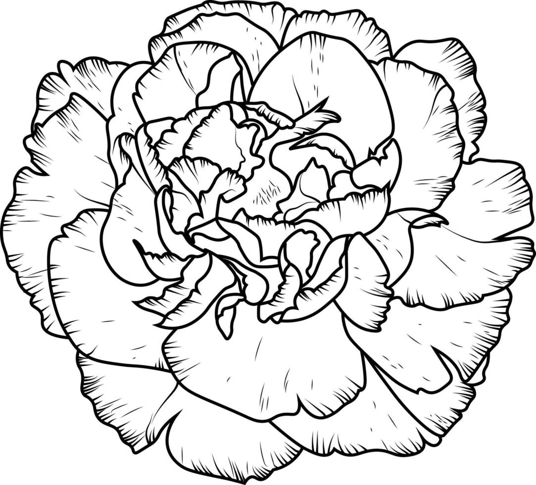 flores de garabato dibujadas a mano monocromáticas, bocetos para tarjetas de felicitación, carteles. Ilustración de vector de flor de clavel.