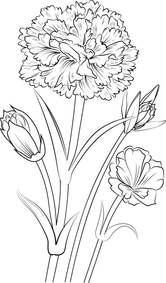 Blossom carnation flowers and branch vector illustration. hand Drawing vector illustration for the coloring book or page Black and white engraved ink art, for kids or adults.