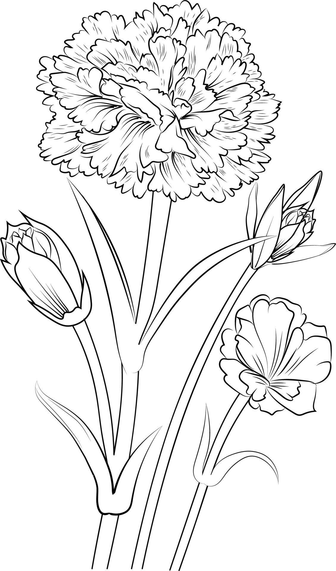 Blossom carnation flowers and branch vector illustration. hand Drawing