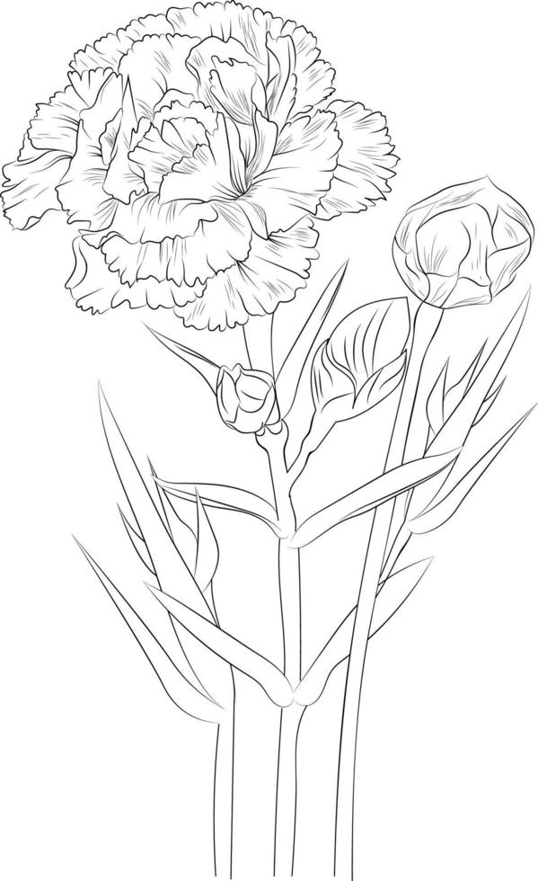 boceto de la ilustración de la flor del clavel capullos de hojas botánicos dibujados a mano aislados en blanco, flor de primavera y estilo de arte de tinta, elemento de jardín botánico. vector