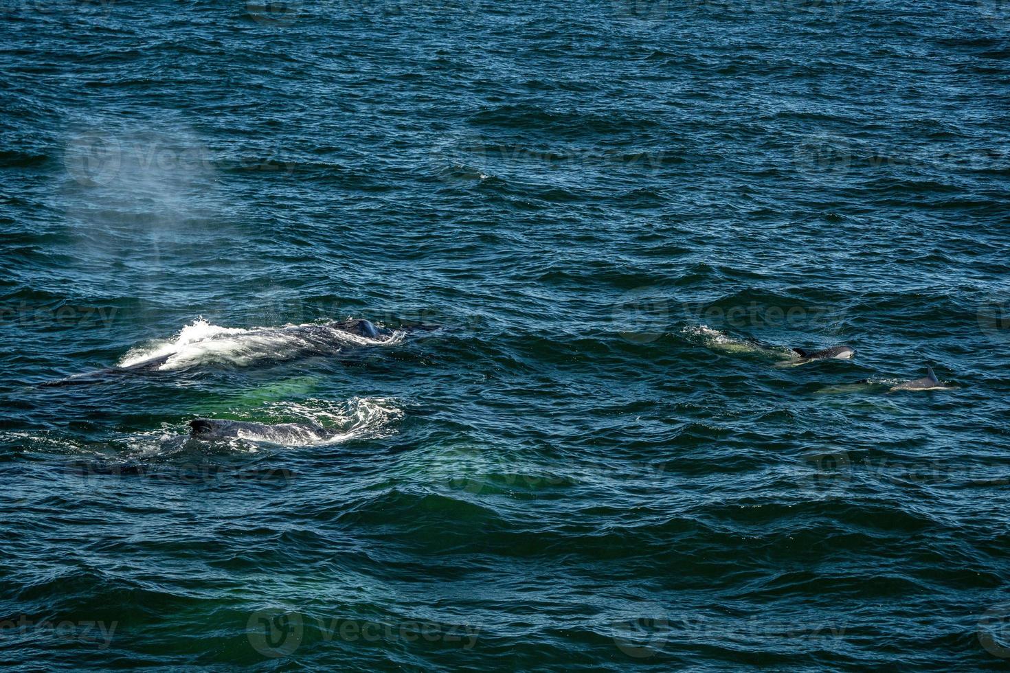 humpback whale in cape cod whale watching while blowing photo