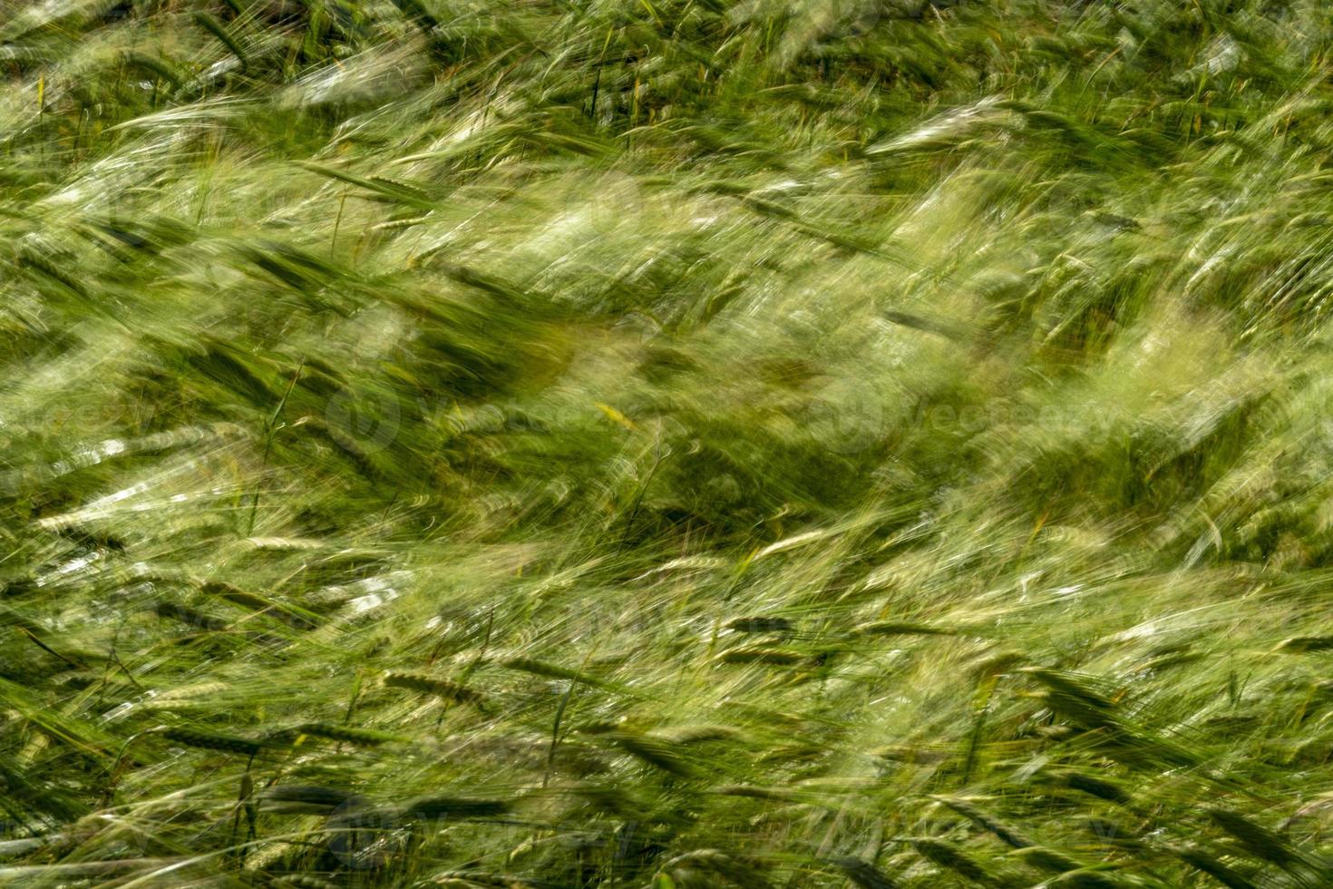 Green Wheat spikes field moved by wind photo