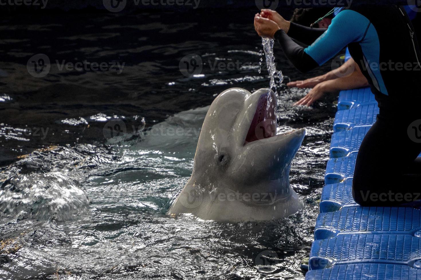 Beluga dolphin in aquarium playing with trainer photo