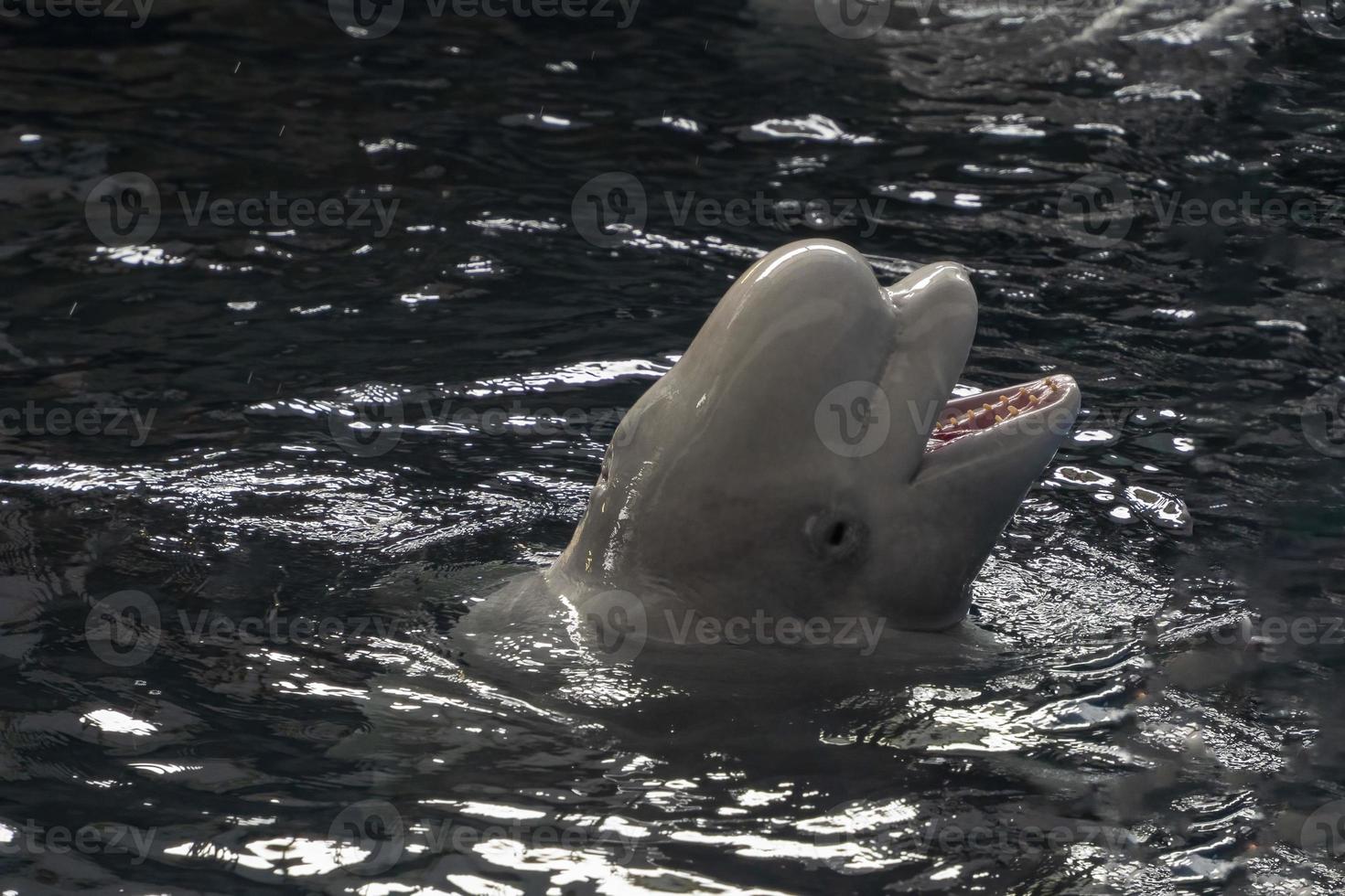 Beluga at moonlight night close up portrait photo