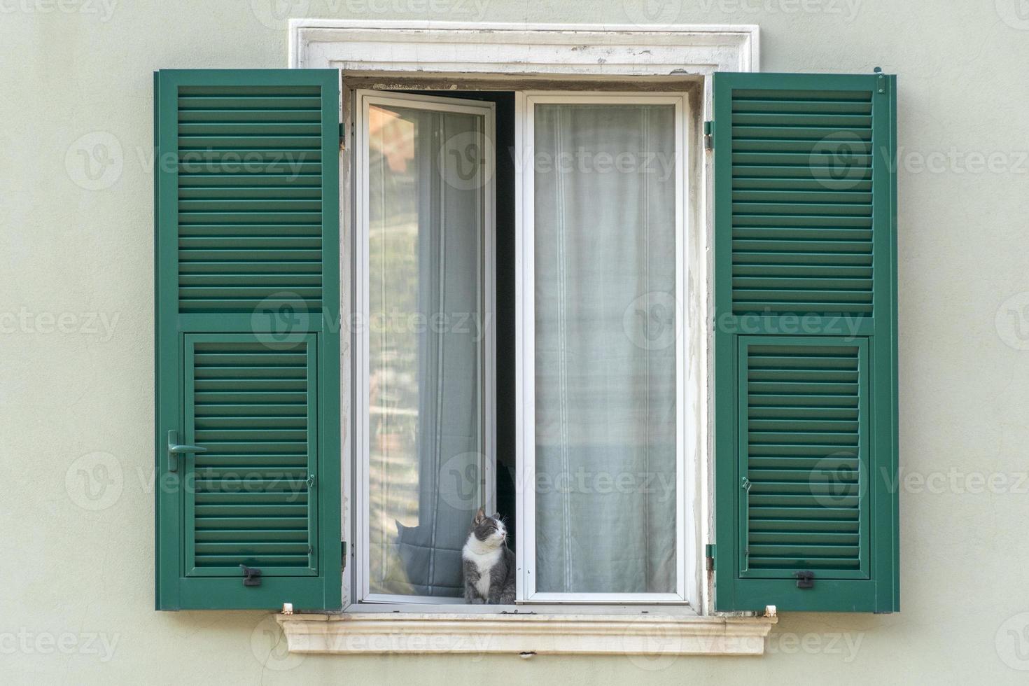 cat on window during coronavirus quarentine in italy photo