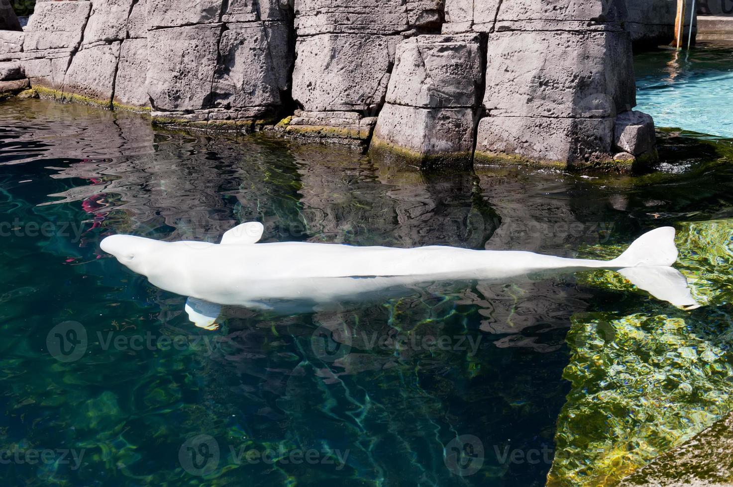 A Beluga white dolphin portrait photo