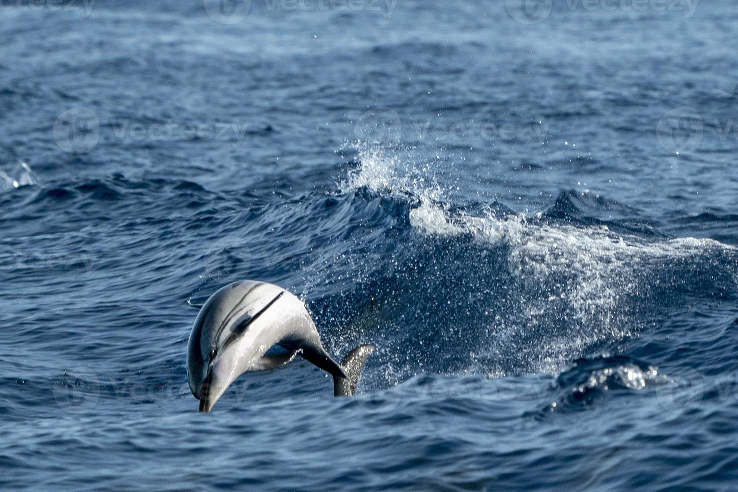 delfines rayados mientras saltan en el mar azul profundo foto