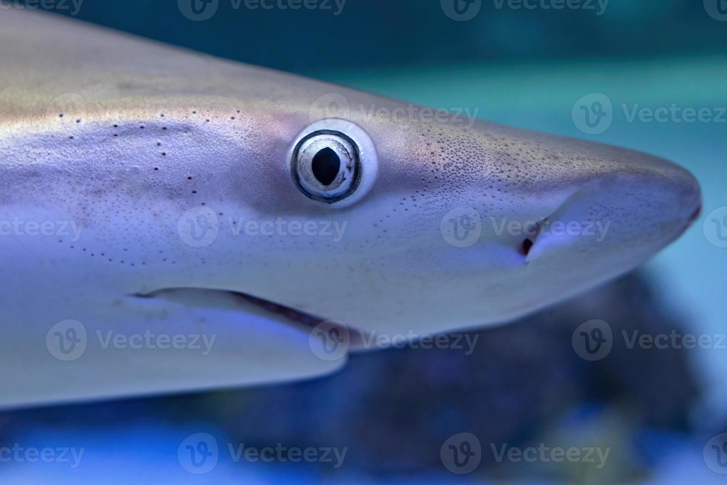 shark eye close up detail photo