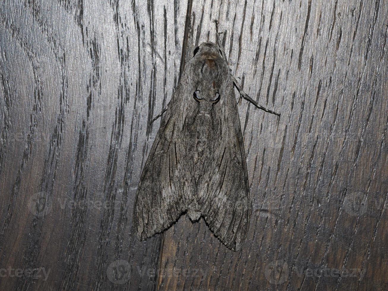 grey moth insect close up photo