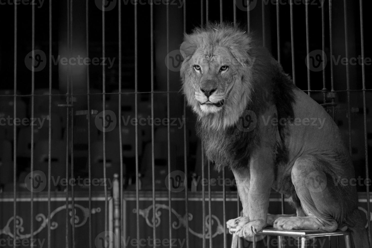 A circus lion portrait in black and white photo