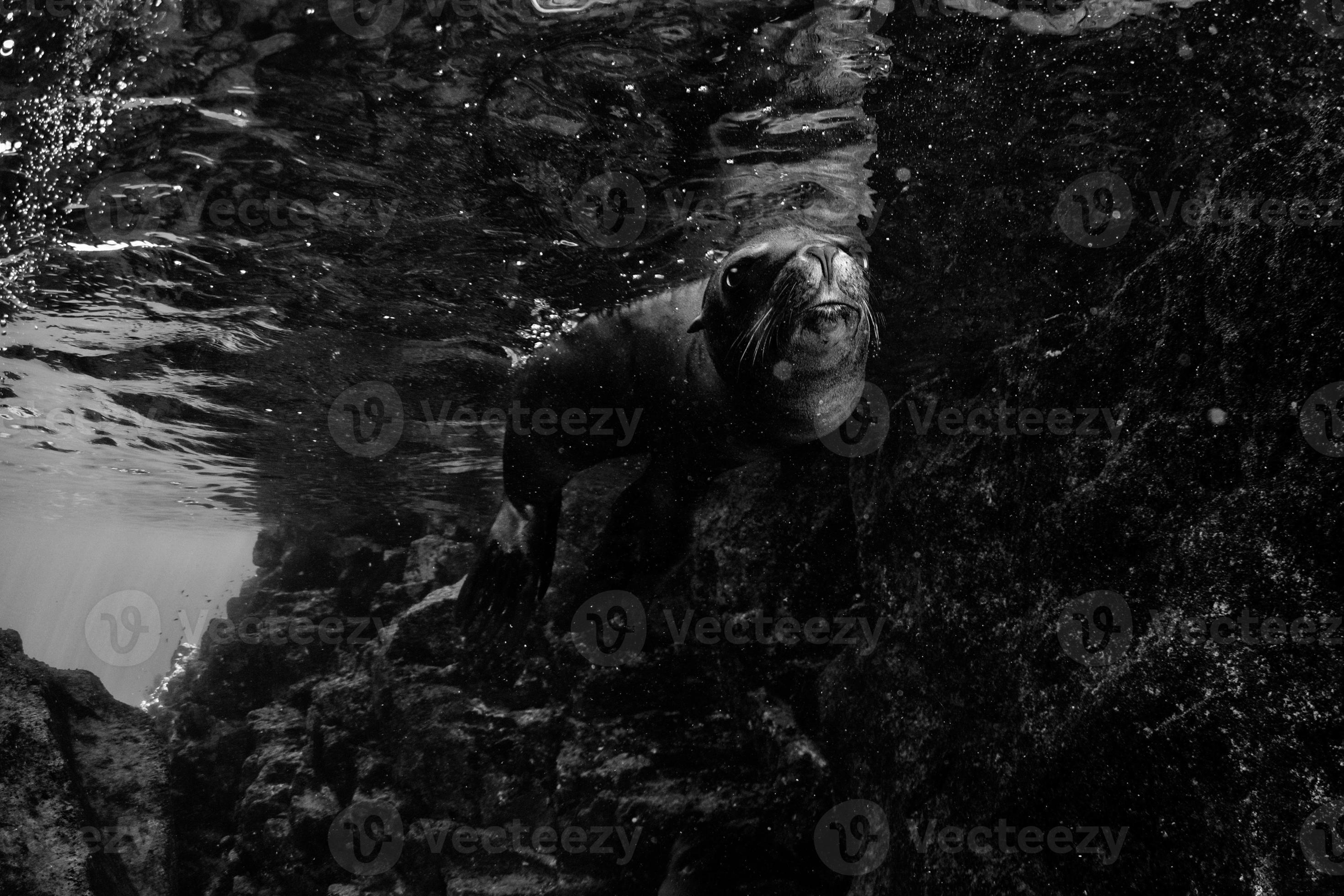 sea lion seal underwater while diving galapagos 17362008 Stock Photo at