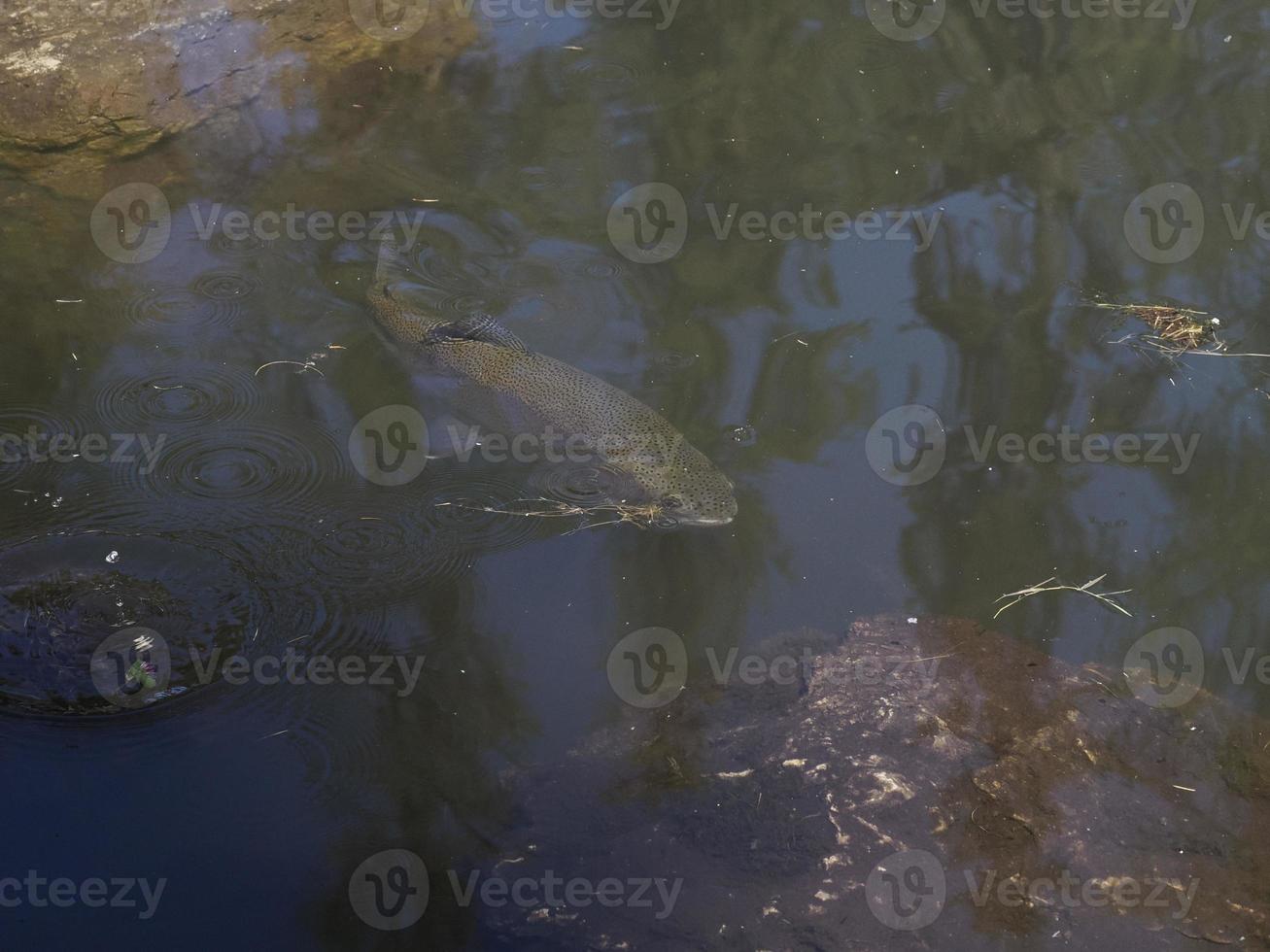 trout in a lake underwater photo