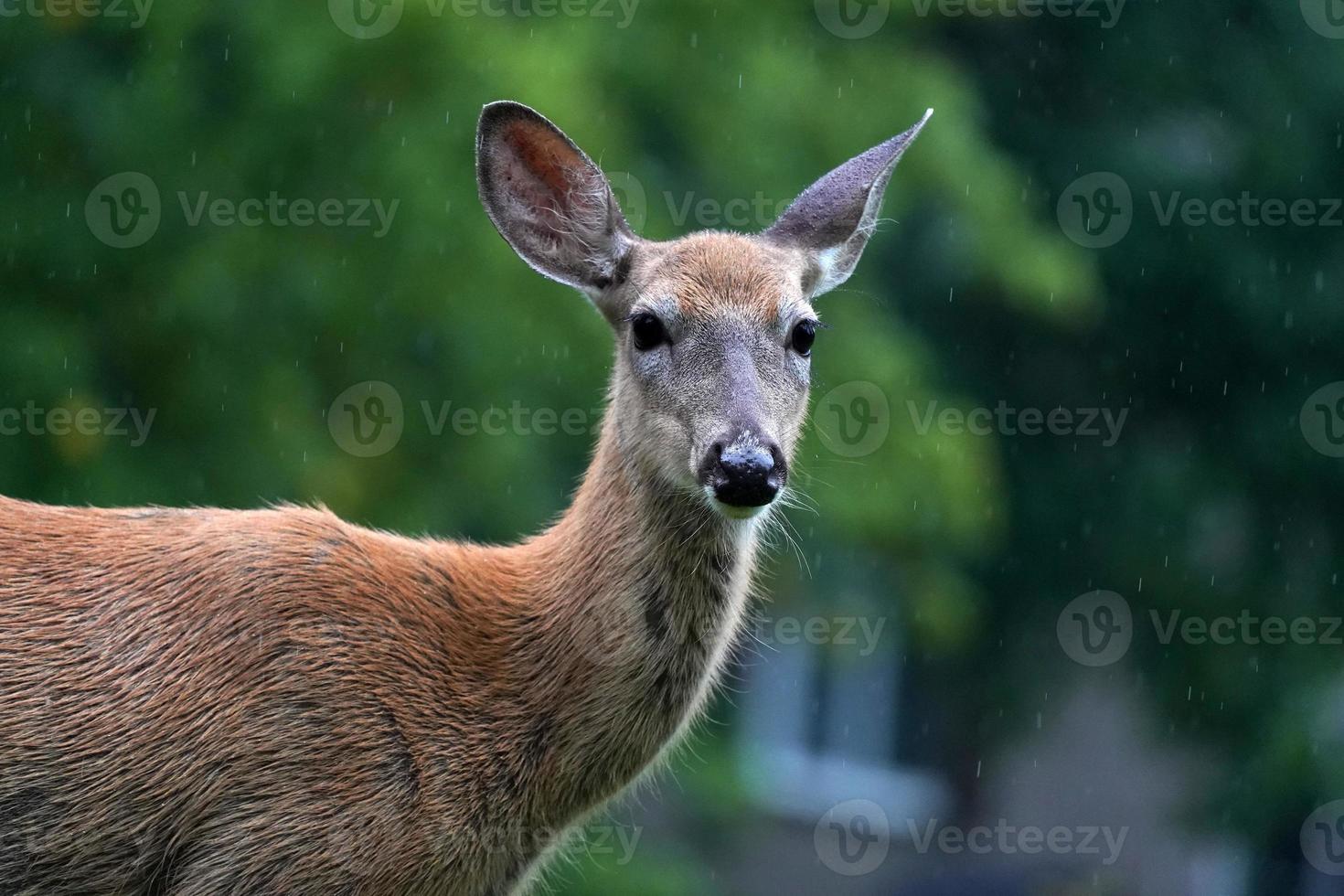 white tail deers under the rain near the houses in new york state county countryside photo