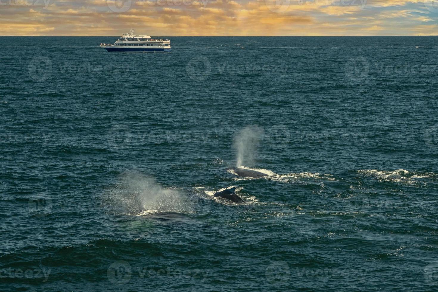 humpback whale in cape cod whale watching while blowing at sunset near boat photo