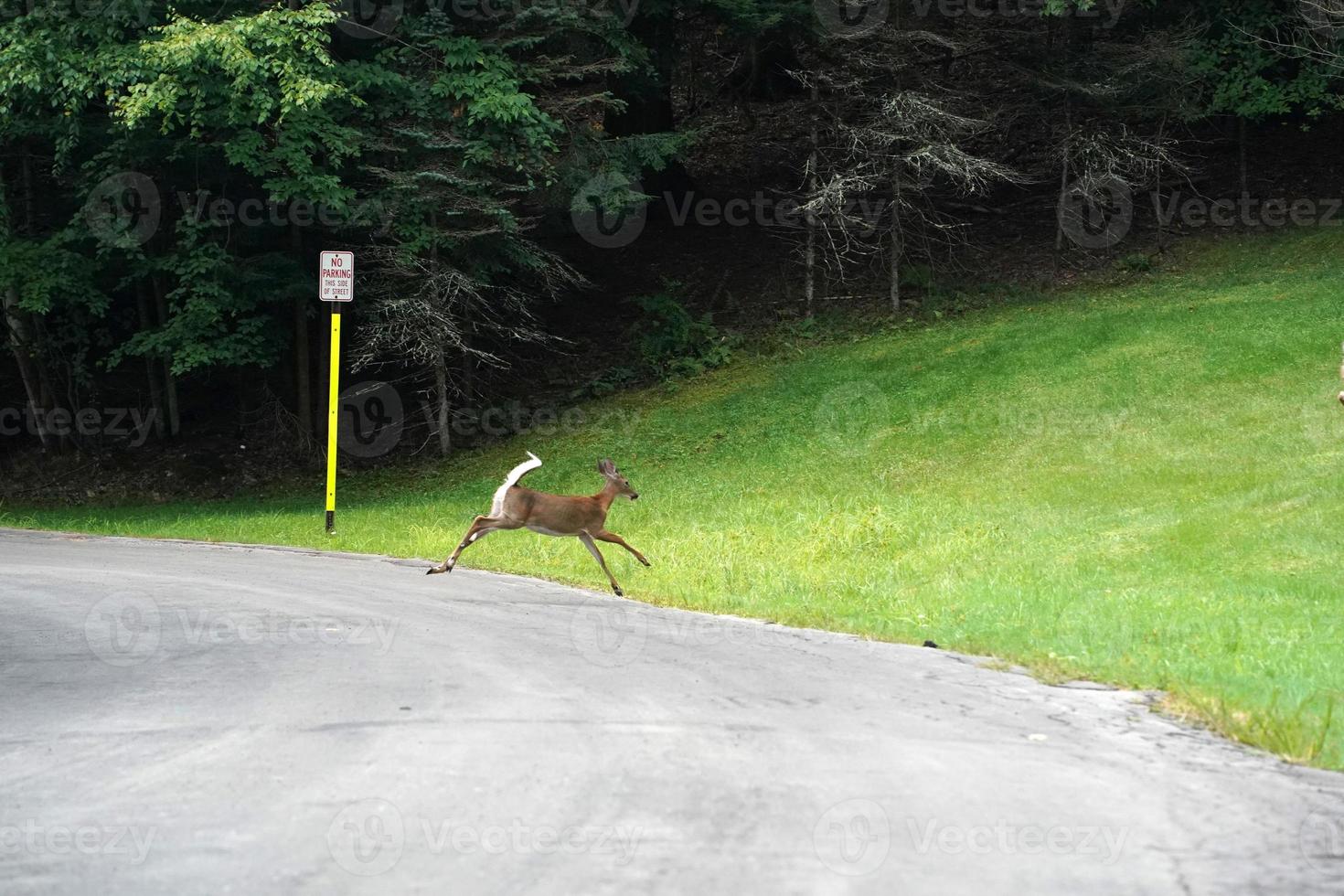 white tail deers running and crossing the road near the houses in new york state county countryside photo