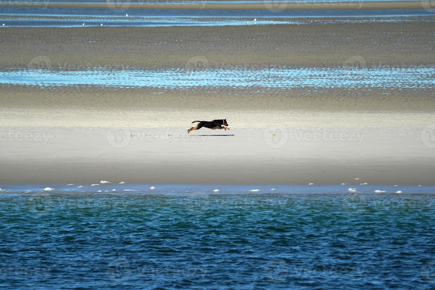 dog running on sea shore in cape cod photo