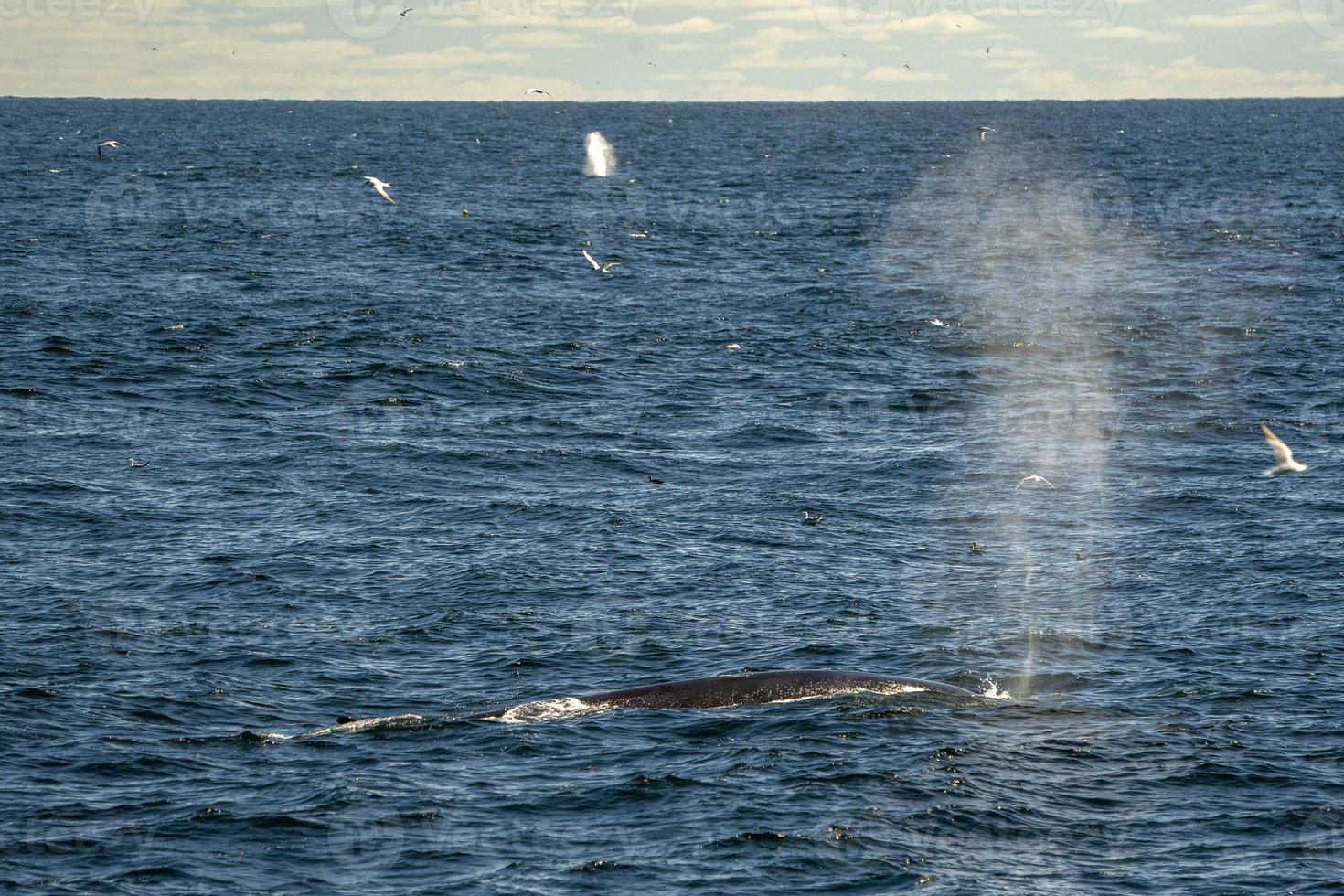 Fin whale in cape cod whale watching photo