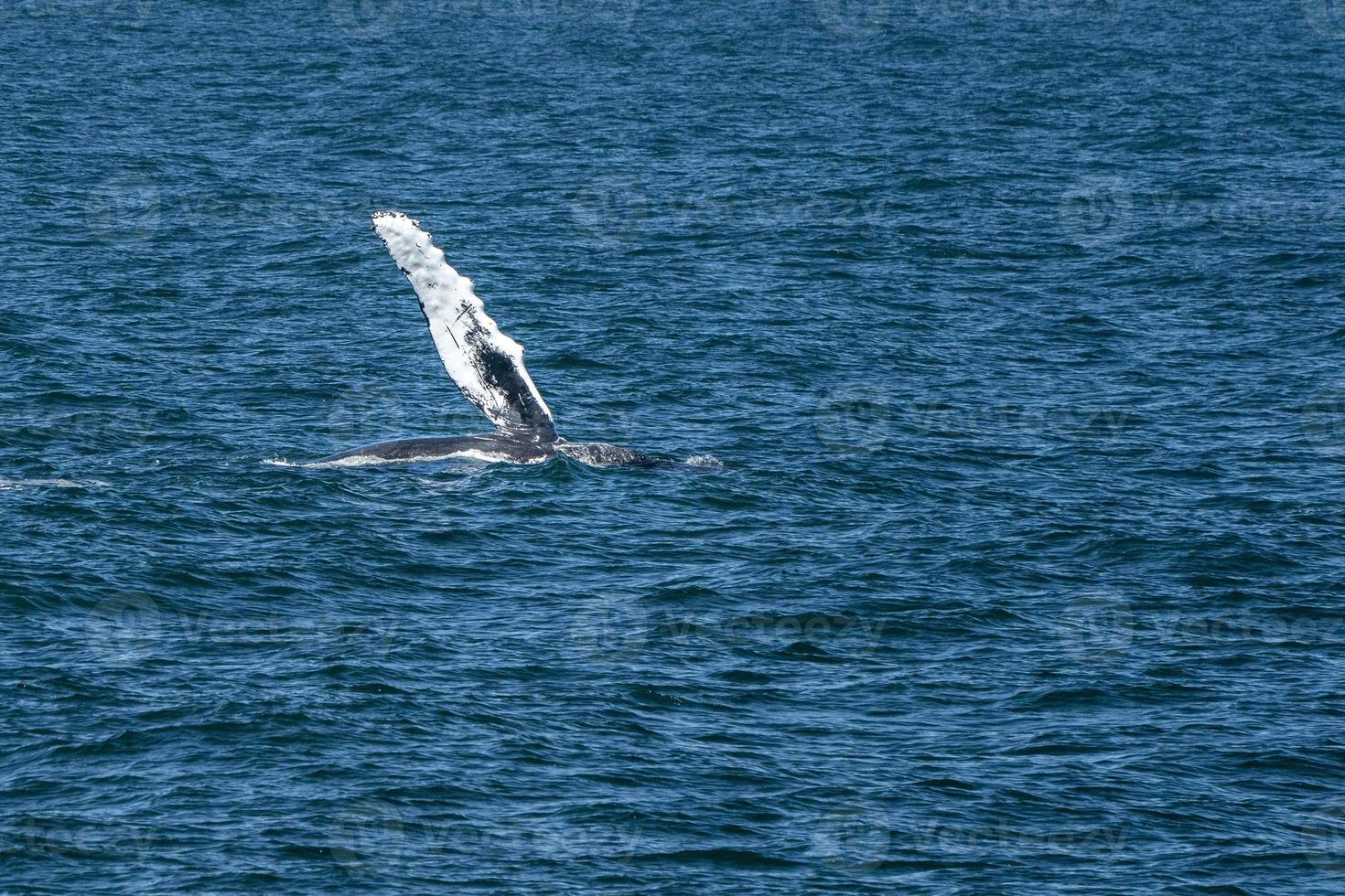 humpback whale in cape cod whale watching while flapping fin photo