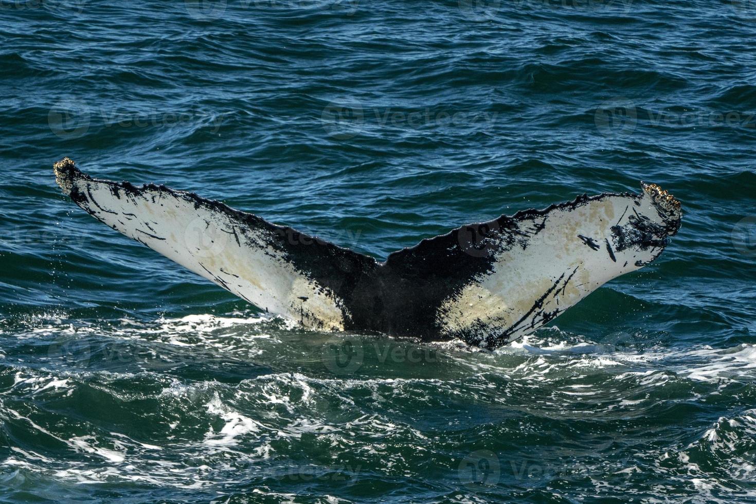 humpback whale in cape cod whale watching while fluking photo