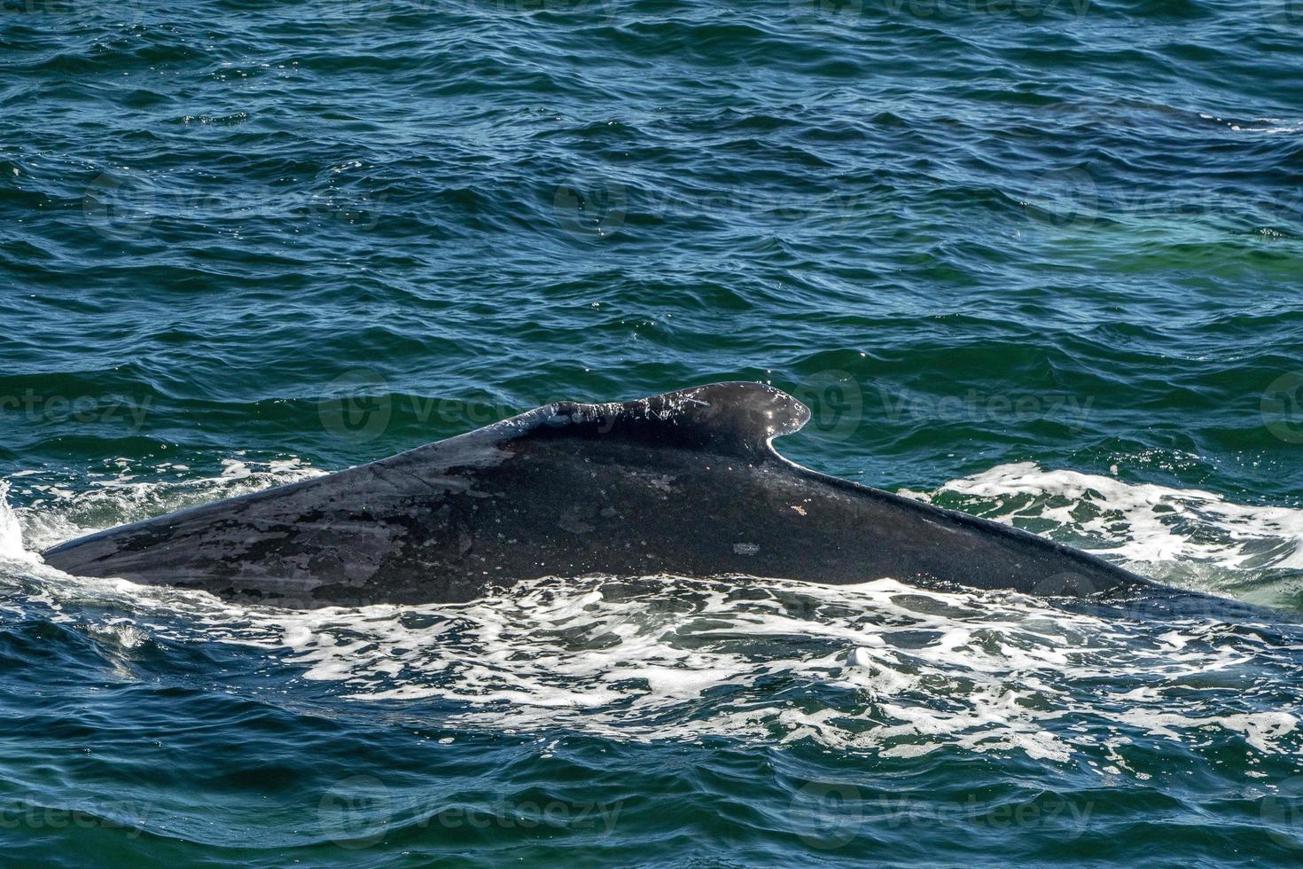 damaged humpback whale in cape cod whale watching while blowing photo